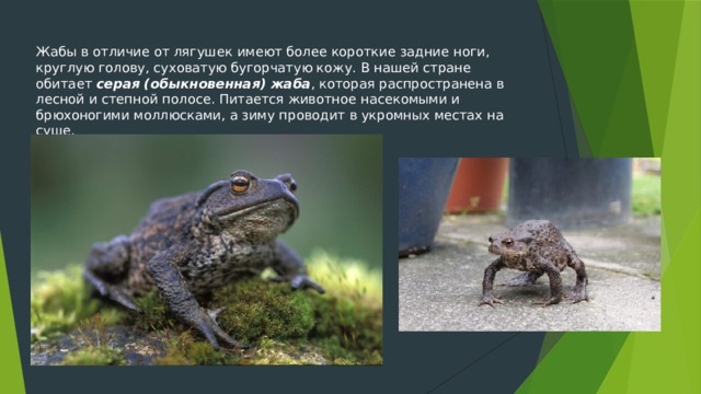 Жабы в отличие от лягушек имеют более короткие задние ноги, круглую голову, суховатую бугорчатую кожу. В нашей стране обитает серая (обыкновенная) жаба , которая распространена в лесной и степной полосе. Питается животное насекомыми и брюхоногими моллюсками, а зиму проводит в укромных местах на суше. 