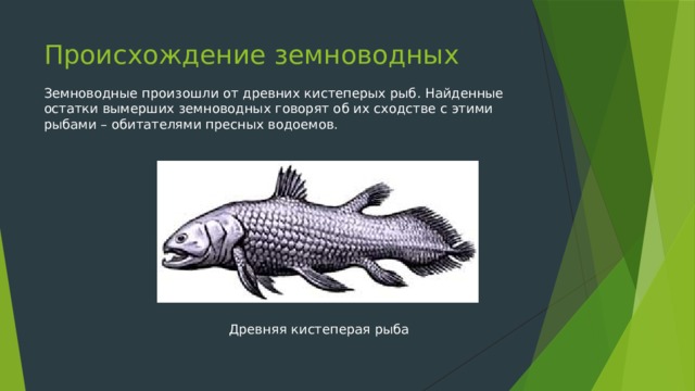 Происхождение земноводных Земноводные произошли от древних кистеперых рыб. Найденные остатки вымерших земноводных говорят об их сходстве с этими рыбами – обитателями пресных водоемов. Древняя кистеперая рыба 