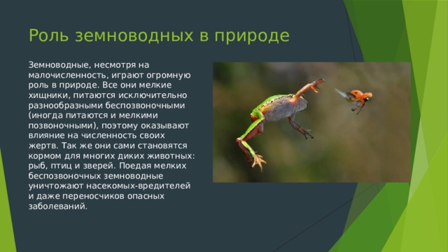 Роль земноводных в природе Земноводные, несмотря на малочисленность, играют огромную роль в природе. Все они мелкие хищники, питаются исключительно разнообразными беспозвоночными (иногда питаются и мелкими позвоночными), поэтому оказывают влияние на численность своих жертв. Так же они сами становятся кормом для многих диких животных: рыб, птиц и зверей. Поедая мелких беспозвоночных земноводные уничтожают насекомых-вредителей и даже переносчиков опасных заболеваний. 