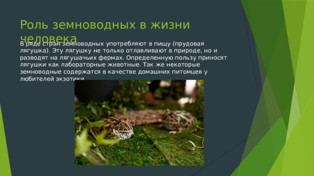 Роль земноводных в жизни человека В ряде стран земноводных употребляют в пищу (прудовая лягушка). Эту лягушку не только отлавливают в природе, но и разводят на лягушачьих фермах. Определенную пользу приносят лягушки как лабораторные животные. Так же некоторые земноводные содержатся в качестве домашних питомцев у любителей экзотики. 