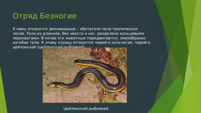 Отряд Безногие К нему относятся земноводные – обитатели почв тропических лесов. Тело их длинное, без хвоста и ног, разделено кольцевыми перехватами. В почве эти животные передвигаются, змееобразно изгибая тело. К этому отряду относится червяга кольчатая, червяга цейлонская (цейлонский рыбозмей). Цейлонский рыбозмей 