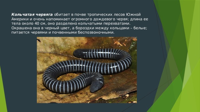 Кольчатая червяга обитает в почве тропических лесов Южной Америки и очень напоминает огромного дождевого червя; длина ее тела около 40 см, оно разделено кольчатыми перехватами. Окрашена она в черный цвет, а бороздки между кольцами – белые; питается червями и почвенными беспозвоночными. 