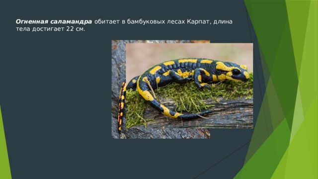 Огненная саламандра обитает в бамбуковых лесах Карпат, длина тела достигает 22 см. 