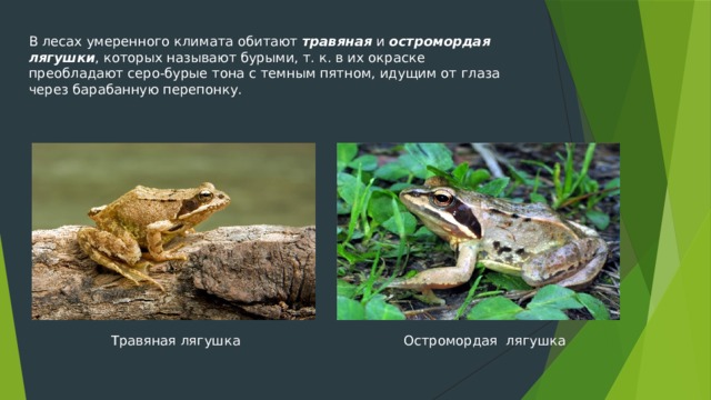 В лесах умеренного климата обитают травяная и остромордая лягушки , которых называют бурыми, т. к. в их окраске преобладают серо-бурые тона с темным пятном, идущим от глаза через барабанную перепонку. Травяная лягушка Остромордая лягушка 