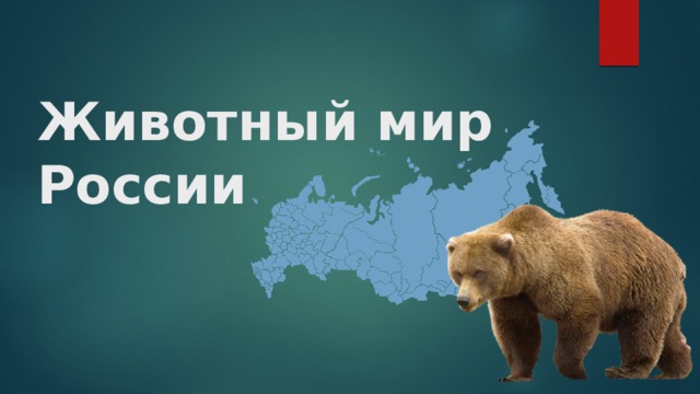 Животный мир россии проект