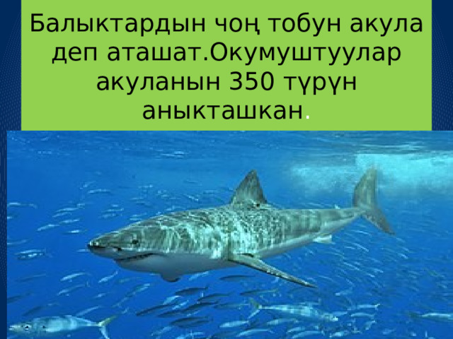 Балыктардын чоң тобун акула деп аташат.Окумуштуулар акуланын 350 түрүн аныкташкан . 