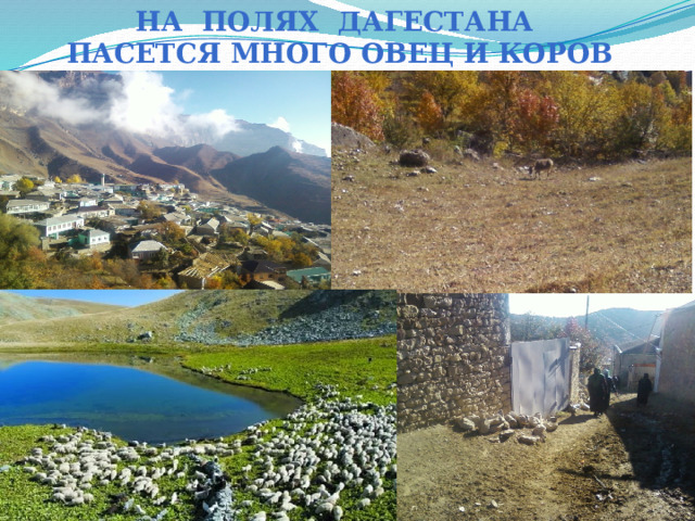 На полях Дагестана пасется много овец и коров 