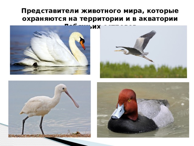 Представители животного мира, которые охраняются на территории и в акватории «Лебяжьих островов» 