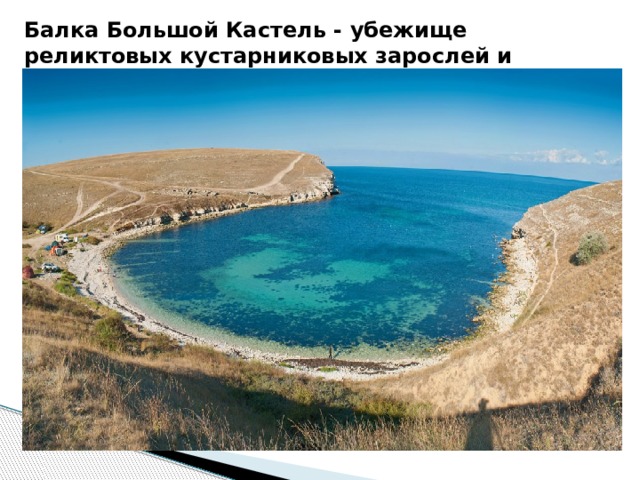Балка Большой Кастель - убежище реликтовых кустарниковых зарослей и животных 