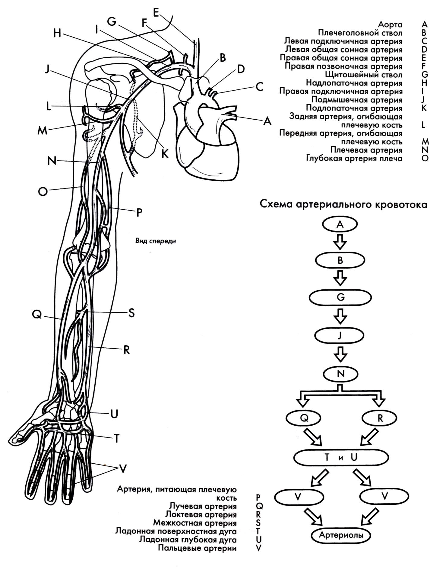 Кровообращение верхней конечности. Схема кровоснабжения верхней конечности. Артерии верхних конечностей правой схема. Кровоснабжение верхней конечности анатомия. Кровоснабжение верхней конечности анатомия схема.