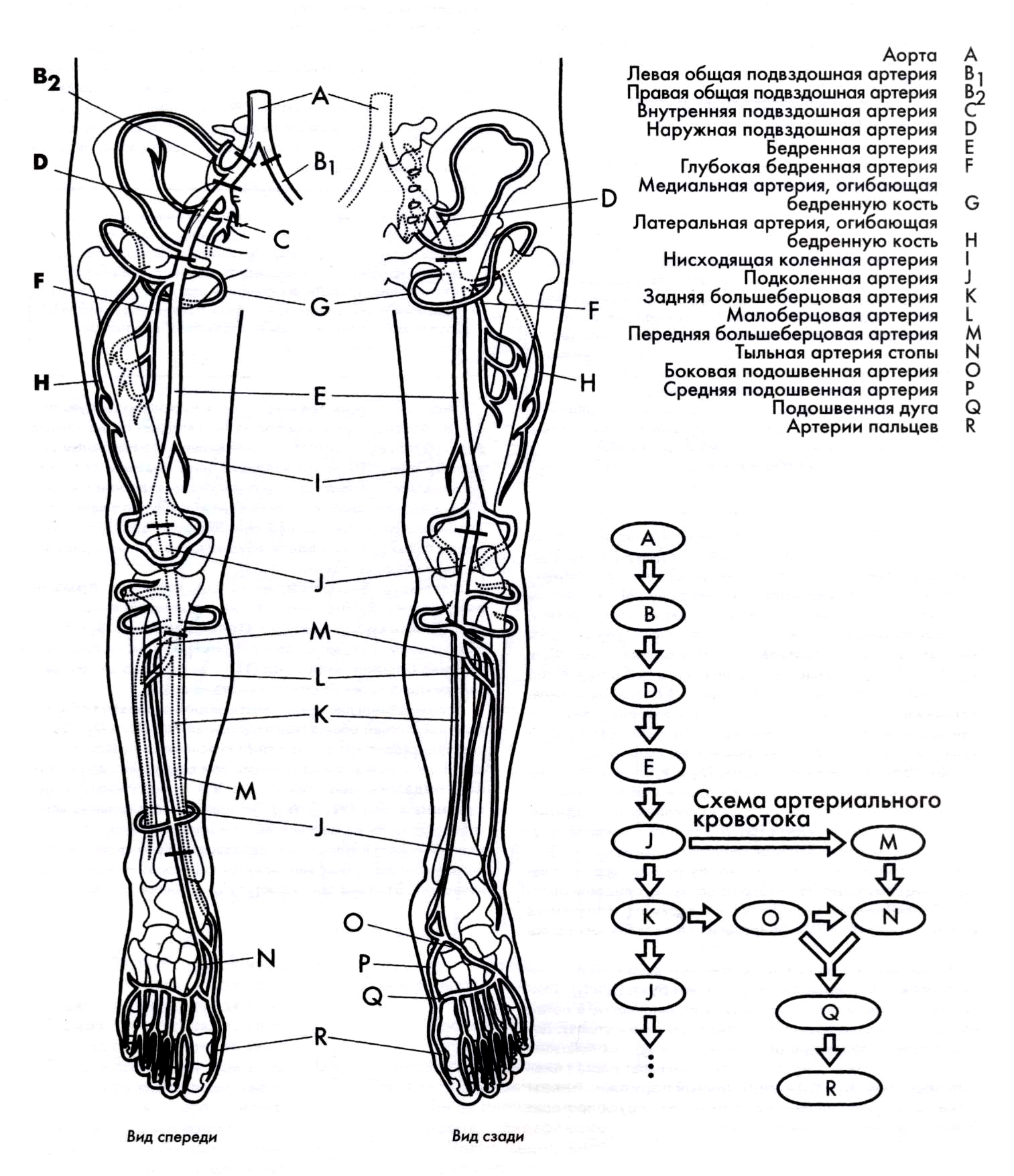 Артерии нижних конечностей схема на русском