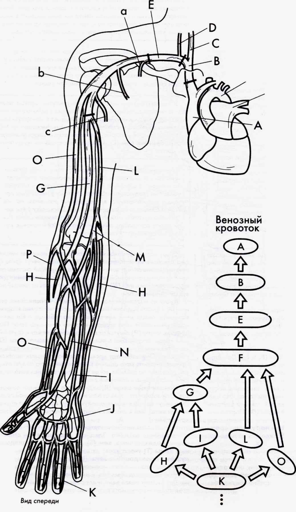 Вены предплечья анатомия схема