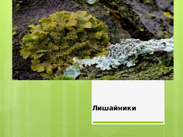 Лишайники называют пионерами растительного покрова. Лишайники комплексные организмы 7 класс. Лишайники пионеры растительности почему. Презентация лишайники симбиотические организмы.