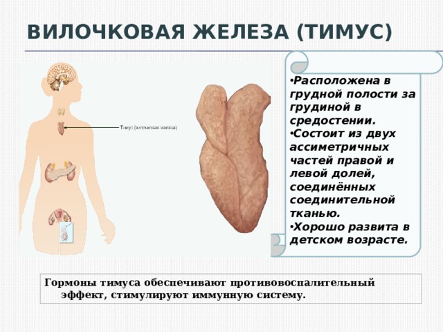 Где находится вилочковая железа фото у женщин