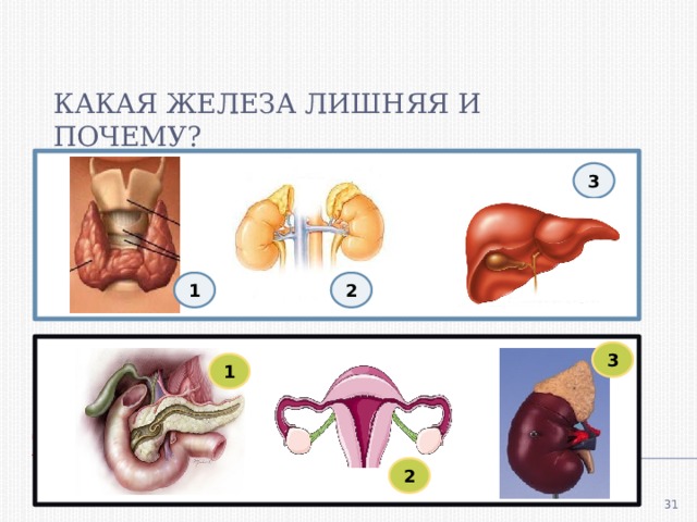 Какая железа. Какая железа лишняя и почему. Какие железы. Закрепим изученное! Какая железа лишняя и почему?. Какая железа лишняя и почему биология.