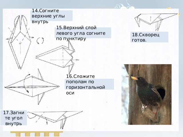 14.Согните верхние углы внутрь 15.Верхний слой левого угла согните по пунктиру 18.Скворец готов. 16.Сложите пополам по горизонтальной оси 17.Загните угол внутрь 