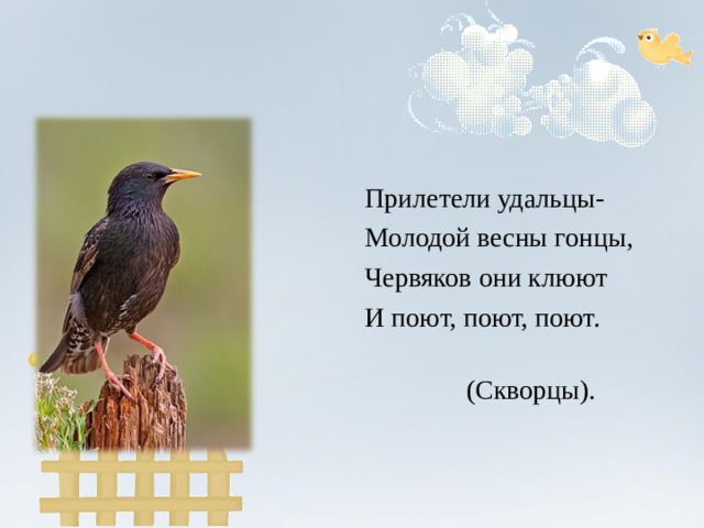 Прилетели удальцы- Молодой весны гонцы, Червяков они клюют И поют, поют, поют.  (Скворцы). 