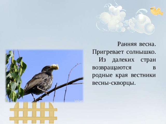  Ранняя весна. Пригревает солнышко. Из далеких стран возвращаются в родные края вестники весны-скворцы. 