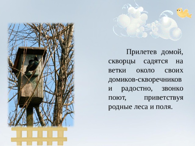  Прилетев домой, скворцы садятся на ветки около своих домиков-скворечников и радостно, звонко поют, приветствуя родные леса и поля. 