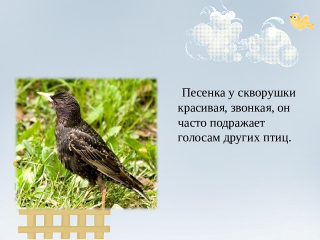  Песенка у скворушки красивая, звонкая, он часто подражает голосам других птиц. 