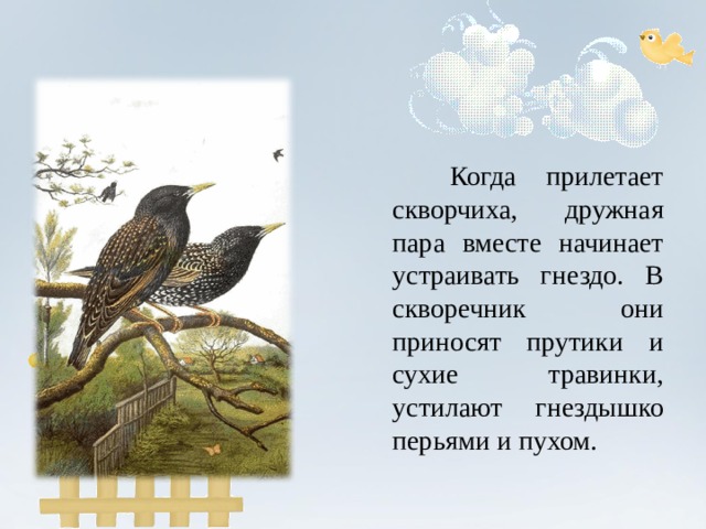  Когда прилетает скворчиха, дружная пара вместе начинает устраивать гнездо. В скворечник они приносят прутики и сухие травинки, устилают гнездышко перьями и пухом. 