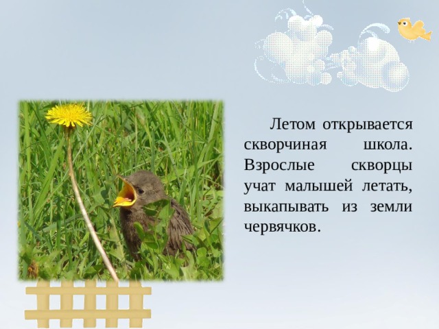  Летом открывается скворчиная школа. Взрослые скворцы учат малышей летать, выкапывать из земли червячков. 