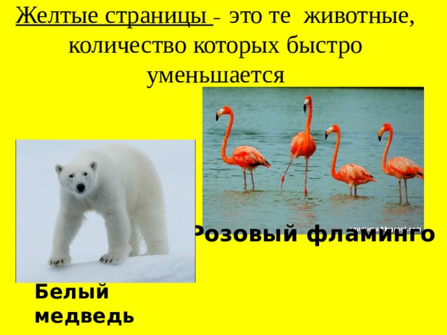 Желтые страницы –  это те животные, количество которых быстро уменьшается Розовый фламинго Белый медведь 