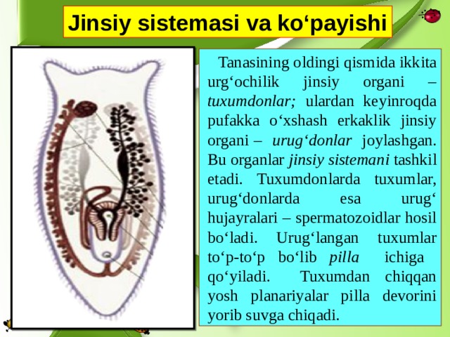 Jinsiy sistemasi va ko‘payishi Tanasining oldingi qismida ikkita urg‘ochilik jinsiy organi – tuxumdonlar; ulardan keyinroqda pufakka o‘xshash erkaklik jinsiy organi – urug‘donlar joylashgan. Bu organlar jinsiy sistemani tashkil etadi. Tuxumdonlarda tuxumlar, urug‘donlarda esa urug‘ hujayralari – spermatozoidlar hosil bo‘ladi. Urug‘langan tuxumlar to‘p-to‘p bo‘lib pilla ichiga qo‘yiladi. Tuxumdan chiqqan yosh planariyalar pilla devorini yorib suvga chiqadi. 
