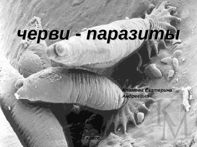 черви - паразиты Климова Екатерина Андреевна 7 класс  