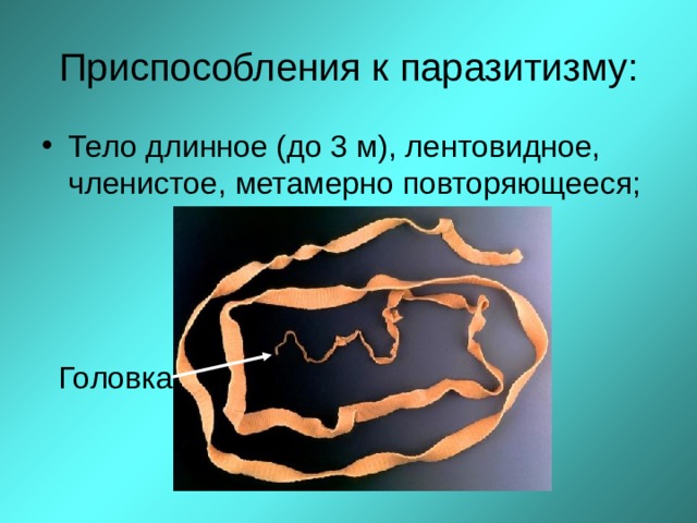 Приспособления к паразитизму: Тело длинное (до 3 м), лентовидное, членистое, метамерно повторяющееся;  Головка  