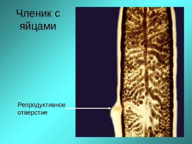 Членик с яйцами Репродуктивное отверстие  