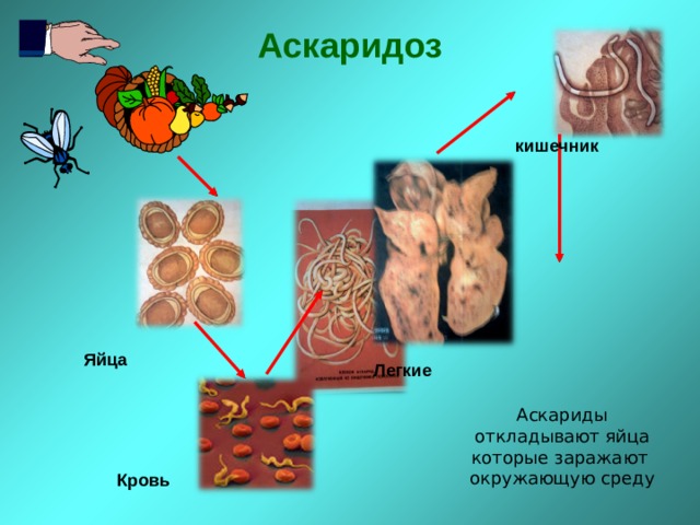 Аскаридоз   кишечник Яйца Легкие Аскариды откладывают яйца которые заражают окружающую среду Кровь 