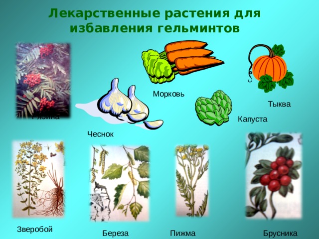 Лекарственные растения для избавления гельминтов Морковь Тыква Рябина Капуста Чеснок Зверобой Береза Пижма Брусника 