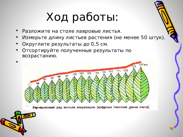 Ход работы. Измерить лист растения. Варианты длины листьев. Измерение длины листьев. Как измерить длину листьев.