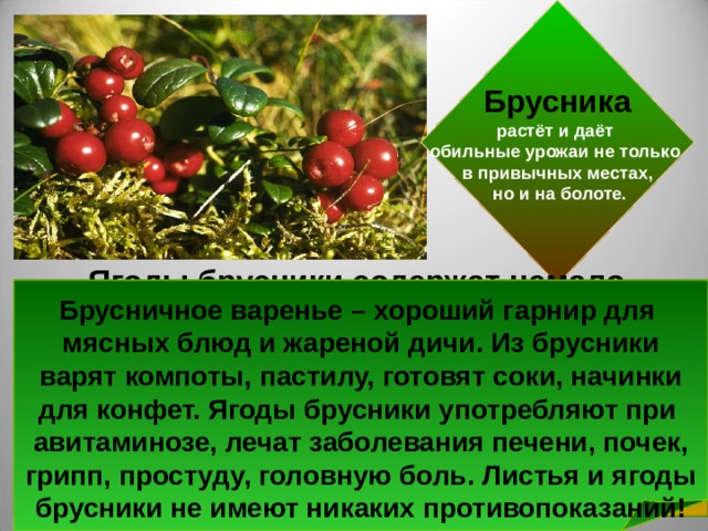 Работа в бруснике. Брусника растет. Брусника растет на болоте. Брусника среда обитания. Брусника условия среды обитания.