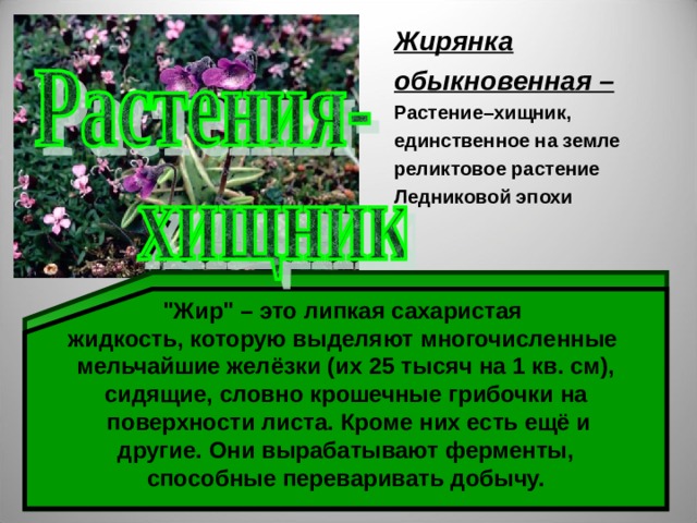 Охрана болот. Реликтовые растения презентация. Жирянка презентация. Реликтовые растения доклад по биологии. В чём значение охраны реликтовых растений.