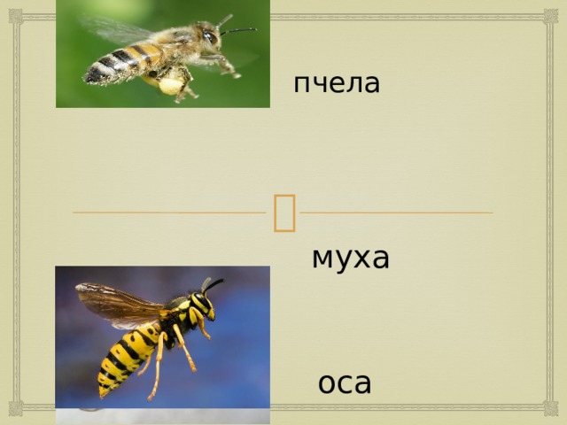 План рассказа пчела и муха