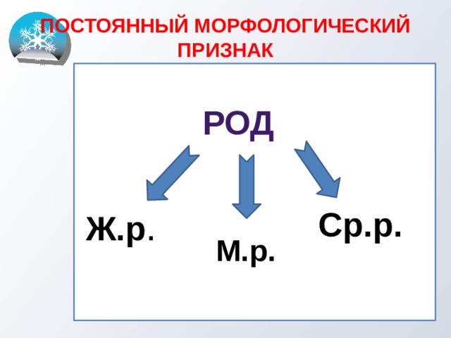 ПОСТОЯННЫЙ МОРФОЛОГИЧЕСКИЙ ПРИЗНАК    РОД Ж.р . Ср.р. М.р. 