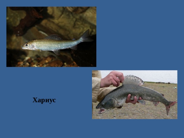 Река кубань какие рыбы. Рыба обитающая в Кубани. Рыбы обитающие в реке Кубань. Какие рыбы водятся в келазёвских прудах. Фото рыб которые водятся в реке Кубань.