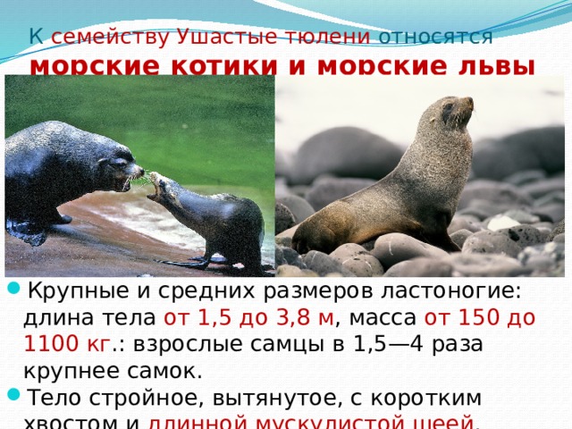 К семейству Ушастые тюлени относятся морские котики и морские львы