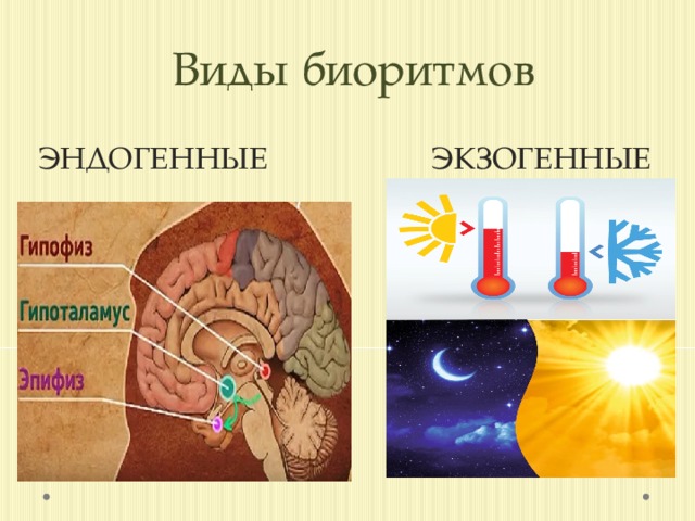 Экзогенные и эндогенные процессы регуляции биологических ритмов презентация