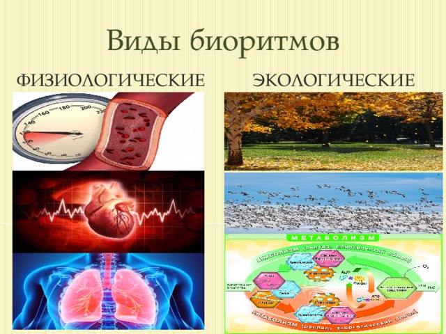 Виды биоритмов человека презентация