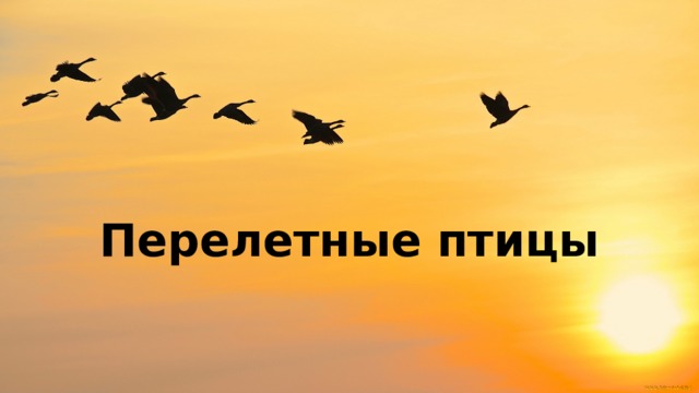 Перелетные птицы    