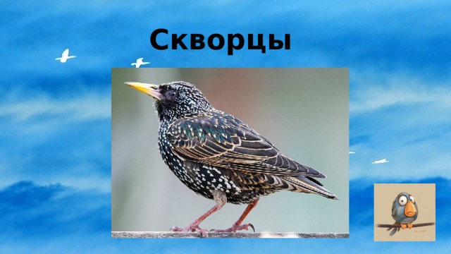 Скворцы 