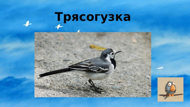 Трясогузка 