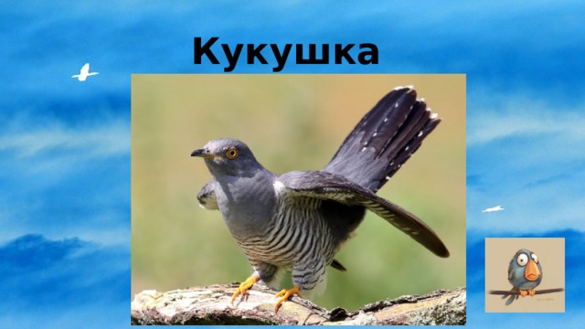 Кукушка 