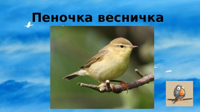 Пеночка весничка 