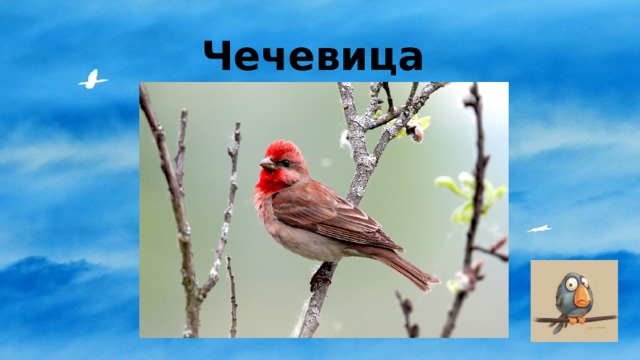 Чечевица 