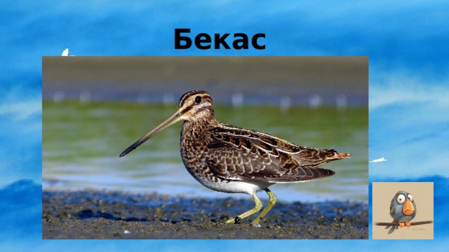 Бекас 