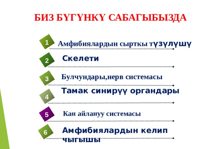 Б БИЗ БҮГҮНКҮ САБАГЫБЫЗДА 1 Амфибиялардын сырткы т үзүлүшү Скелети 2 Булчундары,нерв системасы 3 Тамак синир үү органдары 4  Кан айлануу системасы 5 Амфибиялардын келип чыгышы 6 